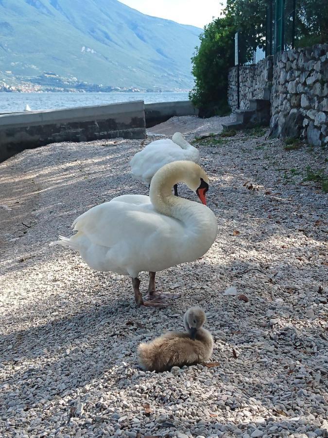 Hotel Astor Limone sul Garda Εξωτερικό φωτογραφία